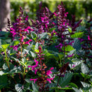 SALVIA - ROCKIN FUCHIA