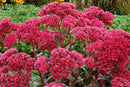 SEDUM - THUNDER CLOUD