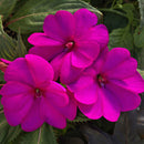 SUNPATIENS COMPACT - PURPLE