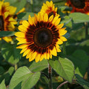 SUNFLOWER BICOLOR