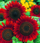 SUNFLOWER RED