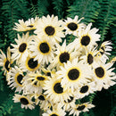 SUNFLOWER WHITE