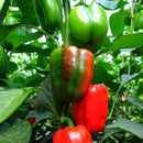 INDIVIDUAL SWEET PEPPERS - CALIFORNIA WONDER