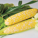 SWEET CORN - HOW SWEET IT IS