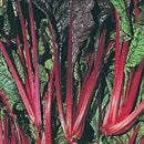 SWISS CHARD - BURGUNDY