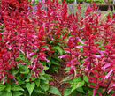 SALVIA - GRANDSTAND RED/PINK LIPSTICK