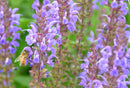 SALVIA NEMOROSA - HYBRIDA BLUE BY YOU