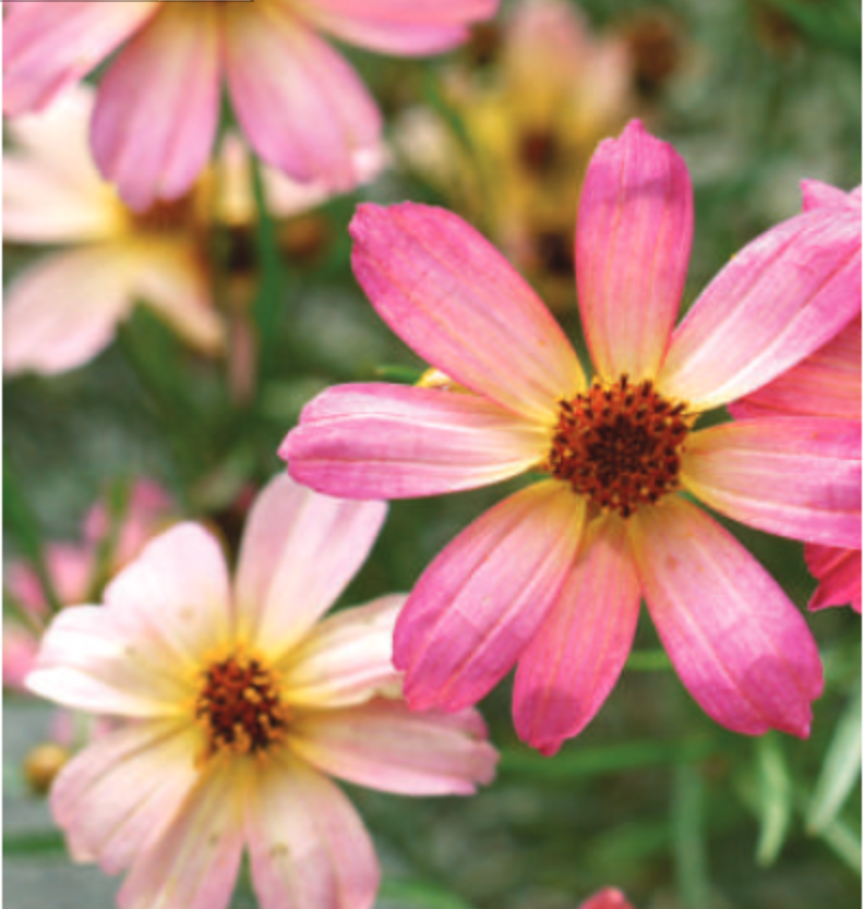 COREOPSIS - SHADES OF ROSE