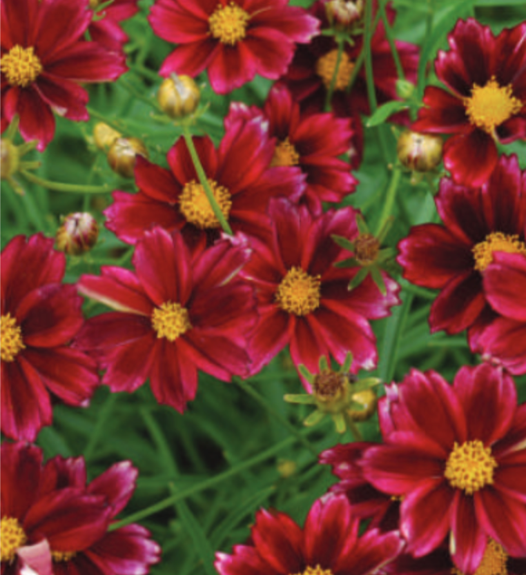 COREOPSIS - BIG BANG MERCURY RISING