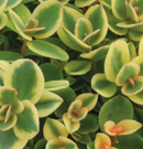 SEDUM- LIME TWISTER