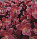 SEDUM - FIRECRACKER