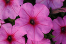 PETUNIA EASY WAVE - PINK PASSION
