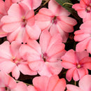 SUNPATIENS COMPACT - BLUSH PINK