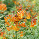 TECOMA - ORANGE CHICKLET