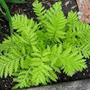 TENACETUM VULGARE - ISLA GOLD
