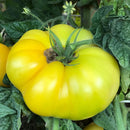 INDIVIDUAL HEIRLOOM TOMATOES -  SWEET GOLD