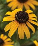 RUDBECKIA - GOLDBLITZ