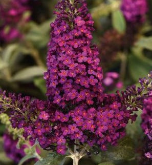 BUDDLEIA - CHRYSALIS CRANBERRY (BUTTERFLY BUSH)