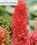 DELPHINIUM - RED LARK