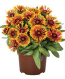 GAILLARDIA - SPINTOP MARIACHI COPPER SUN