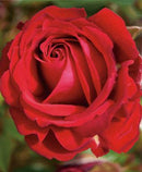 ROSE MINIATURE - PARADE PETULA
