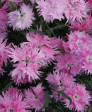 DIANTHUS - SUPRA PINK