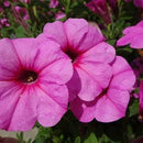 PETUNIA DURABLOOM - ROYAL PINK