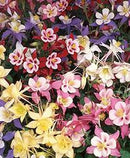 AQUILEGIA - SWAN MIX