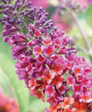 BUDDLEIA - BICOLOR (BUTTERFLY BUSH)