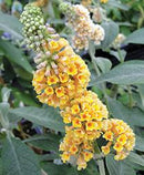 BUDDLEIA - GOLDEN GLOW (BUTTERFLY BUSH)