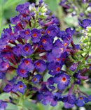 BUDDLEIA - BLACK KNIGHT (BUTTERFLY BUSH)
