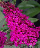 BUDDLEIA - BUZZ HOT RASPBERRY (BUTTERFLY BUSH)