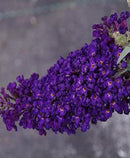 BUDDLEIA - BUZZ MIDNIGHT (BUTTERFLY BUSH)