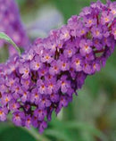 BUDDLEIA - BUZZ PURPLE (BUTTERFLY BUSH)