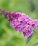 BUDDLEIA - BUZZ SOFT PINK (BUTTERFLY BUSH)