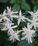 CLEMATIS-SWEET AUTUMN