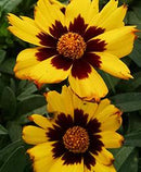 COREOPSIS - SUNKISS