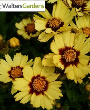 COREOPSIS - UPTICK YELLOW