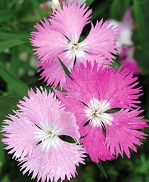 DIANTHUS - FIRST LOVE