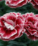 DIANTHUS - SCENT FIRST SUGAR PLUM