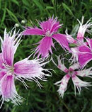 DIANTHUS - SPOOKY MIX