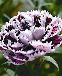 DIANTHUS - VELVET AND LACE