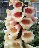 DIGITALIS - DALMATION PEACH