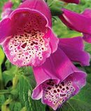 DIGITALIS - DALMATION PURPLE