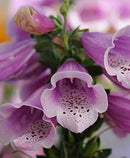 DIGITALIS - DALMATION ROSE