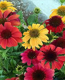 ECHINACEA - CHEYENNE SPIRIT