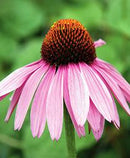 ECHINACEA - PURPUREA MAGNUS