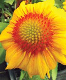 GAILLARDIA - ARIZONA APRICOT SHADES
