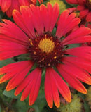 GAILLARDIA - ARIZONA RED SHADES