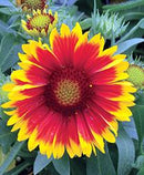 GAILLARDIA - ARIZONA SUN